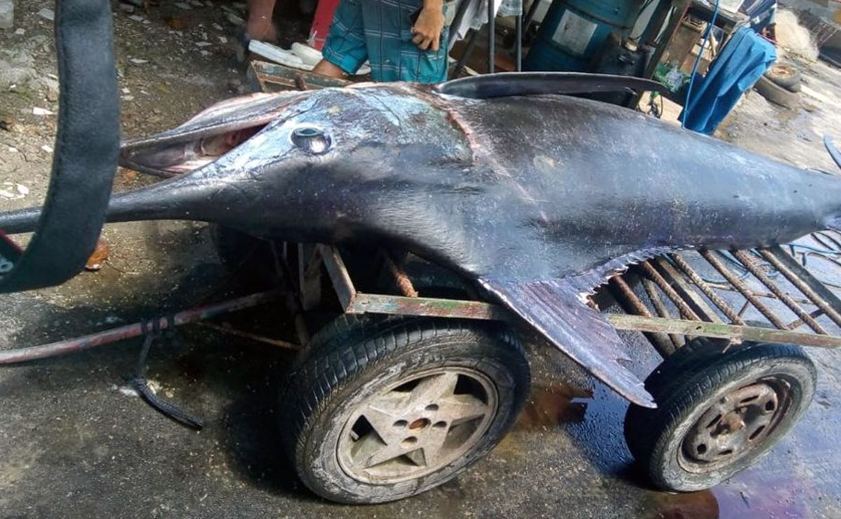 Marlin-azul com 300 quilos foi capturado por acidente em Matinhos, no litoral do Paraná. Foto: Reprodução/Fabiano Ramos Lopes/Gazeta do Povo.