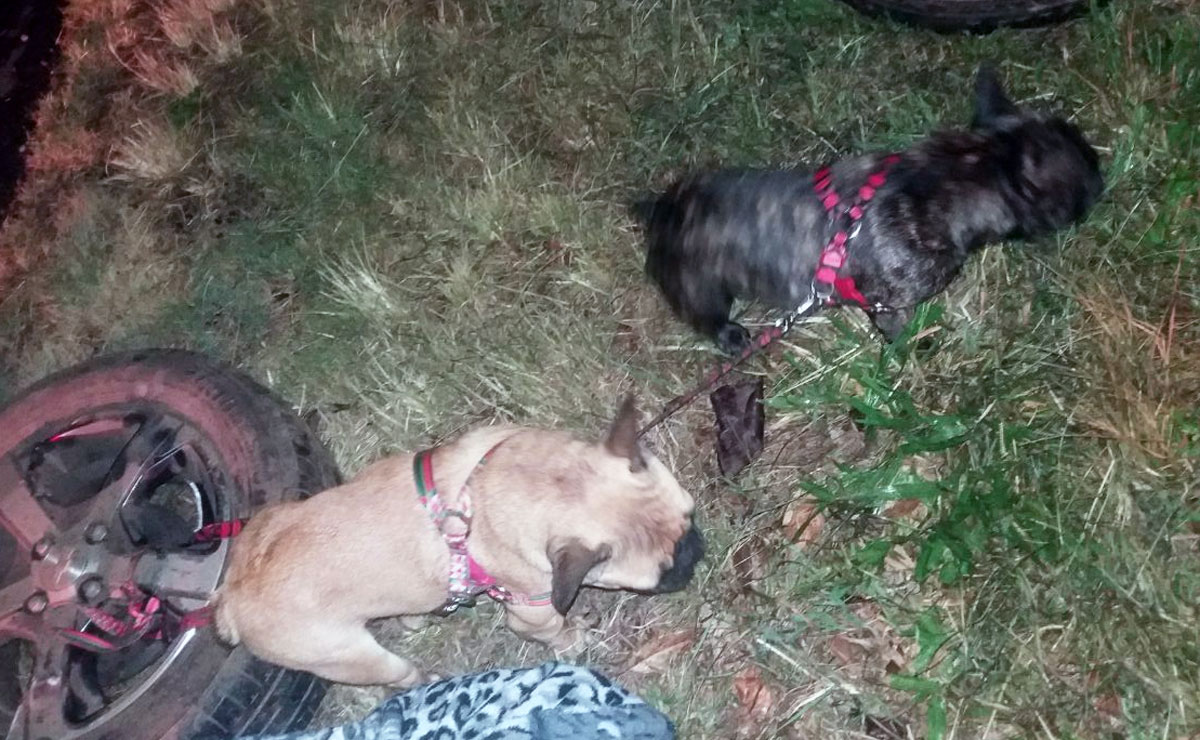 Apesar da violência com que foram ejetados do veículo durante o capotamento, os cachorros, ambos da raça Bulldog, não sofreram nenhum ferimento. Fotos: Colaboração/PRF.