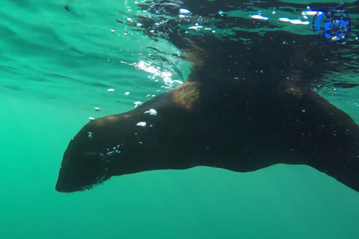 Foto: Reprodução/Facebook