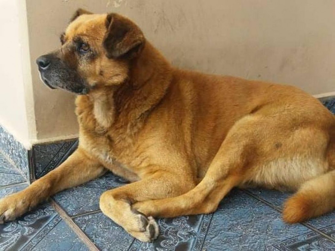 Cabeça tinha seu cantinho no batalhão e cativava os agentes, além de servir de 'alerta' pra companhia. Foto: Divulgação/Companhia PM Araucária