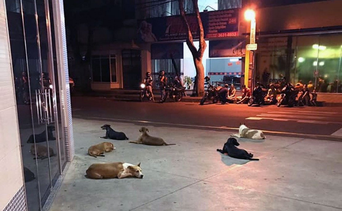 Foto: Reprodução/ ONG Amigos de Patas.