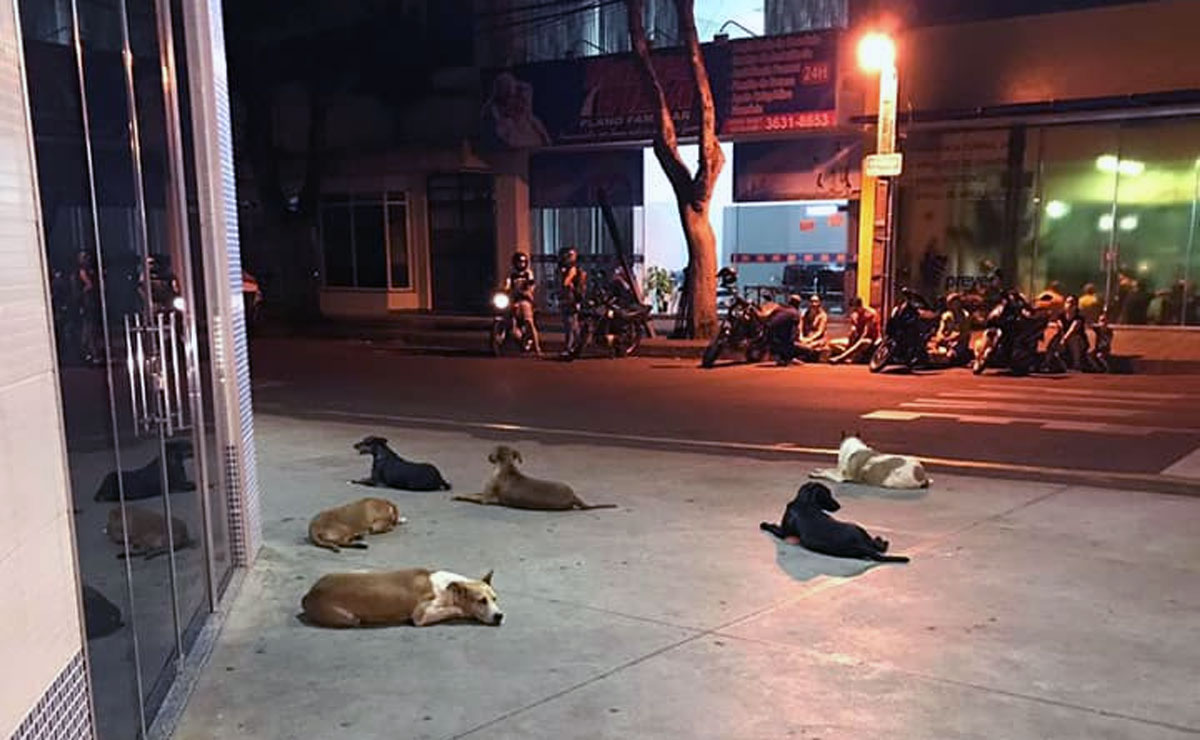 Foto: Reprodução/ ONG Amigos de Patas.