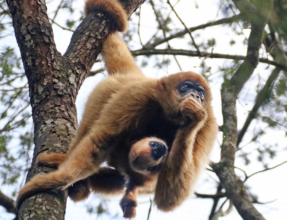 Zoológico de Curitiba festeja o nascimento do macaco muriqui, ou mono-carvoeiro, espécie em risco de extinção. Foto: Lucilia Guimarães/SMCS