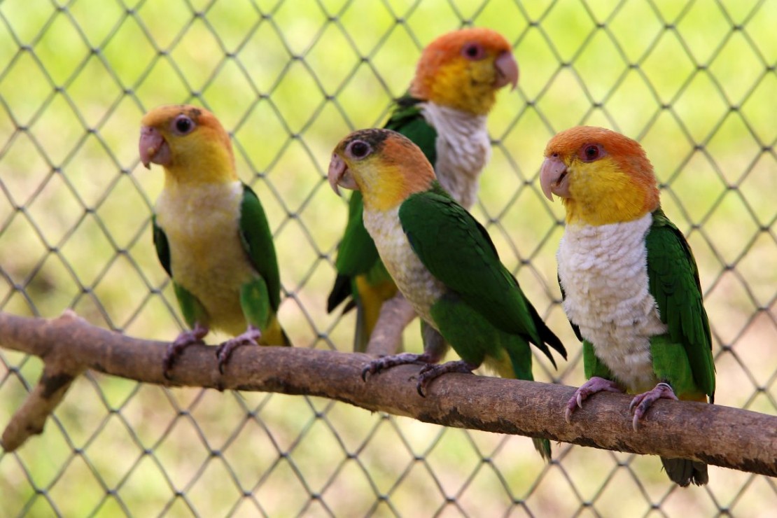 Papagaios em reprodução, no Zoológico do Parque Iguaçú. Foto: Cesar Brustolin/SMCS