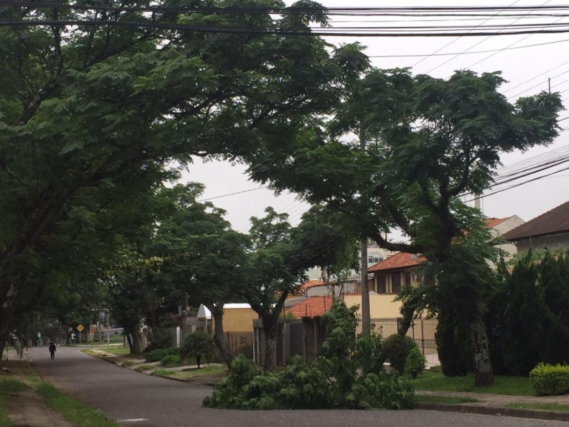 Galho caiu sobre rua no Tarumã. Foto: Felipe Rosa/Tribuna do Paraná