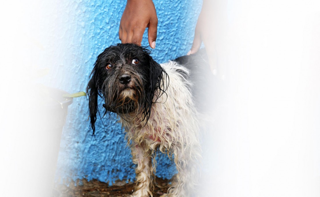 Foto: Marco Charneski/Tribuna do Paraná