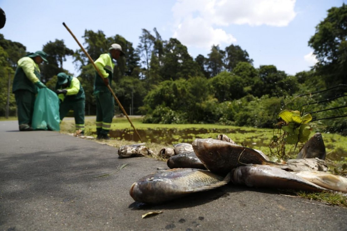 Peixes foram recolhidos por agentes da Secretaria do Meio Ambiente. Foto: Marco Charneski/Tribuna do Paraná