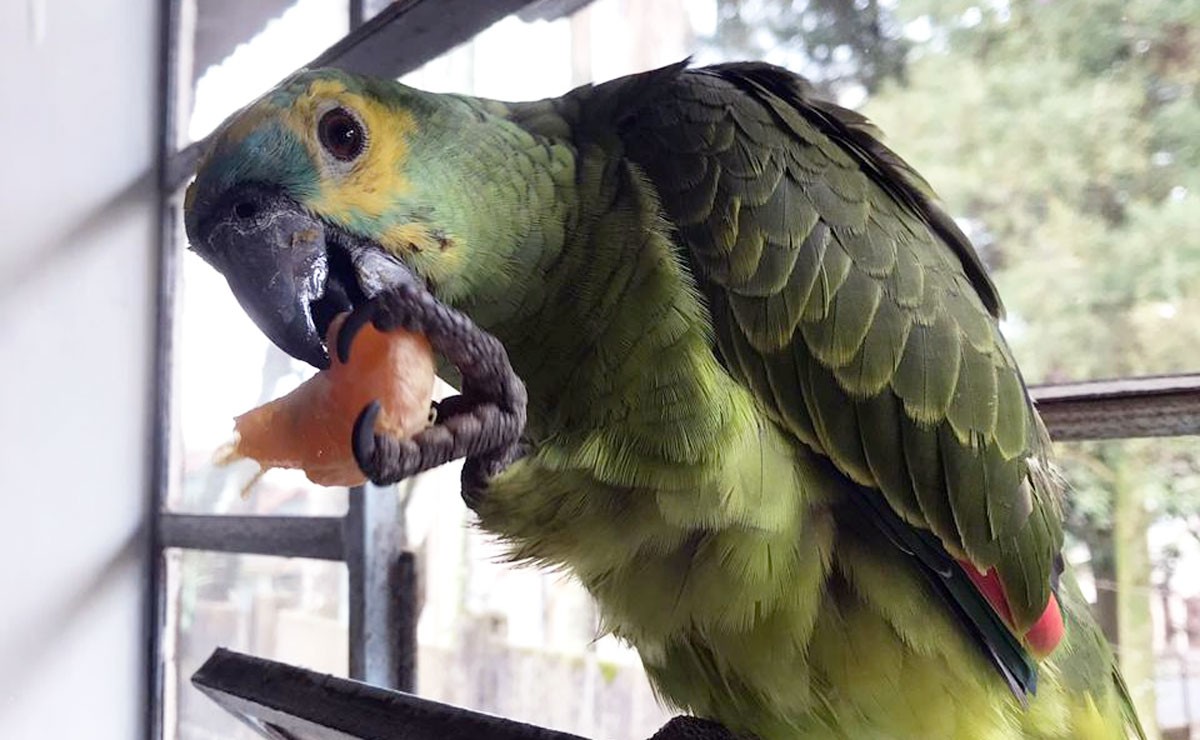 Bento é 'mansinho e sociável. Dizemos que ele é, na verdade, um cachorro e não um papagaio, tamanha a simpatia', contou Gabrielle.