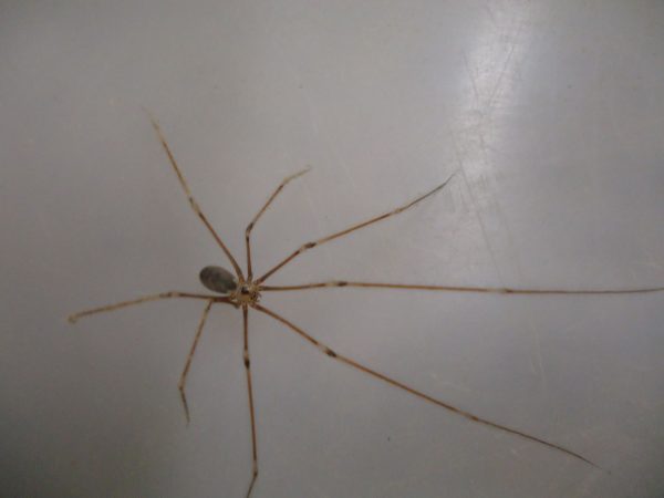 Aranha Treme-Treme é predadora natural da aranha marrom Foto: Divulgação/Marta Fischer