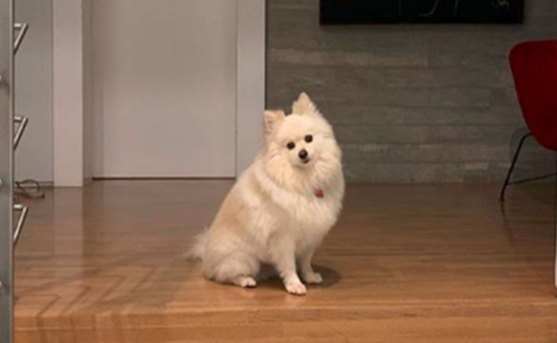 Nina insiste em ficar na porta esperando o dono Ricardo Boechat, que morreu em um acidente de helicóptero. Foto: Reprodução/Instagram Veruska Boechat.