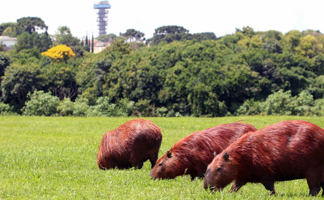 Foto: Hamilton Bruschz/Tribuna do Paraná.