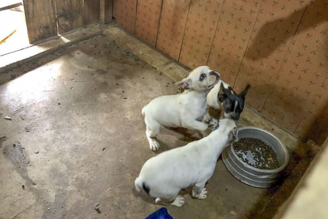 Cães apreendidos no canil clandestino. Foto: Divulgação/ Prefeitura de Curitiba