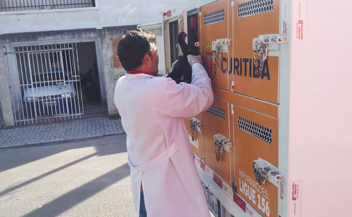 Aves apreendidas serão encaminhadas para adoção. Foto: Divulgação/SMCS