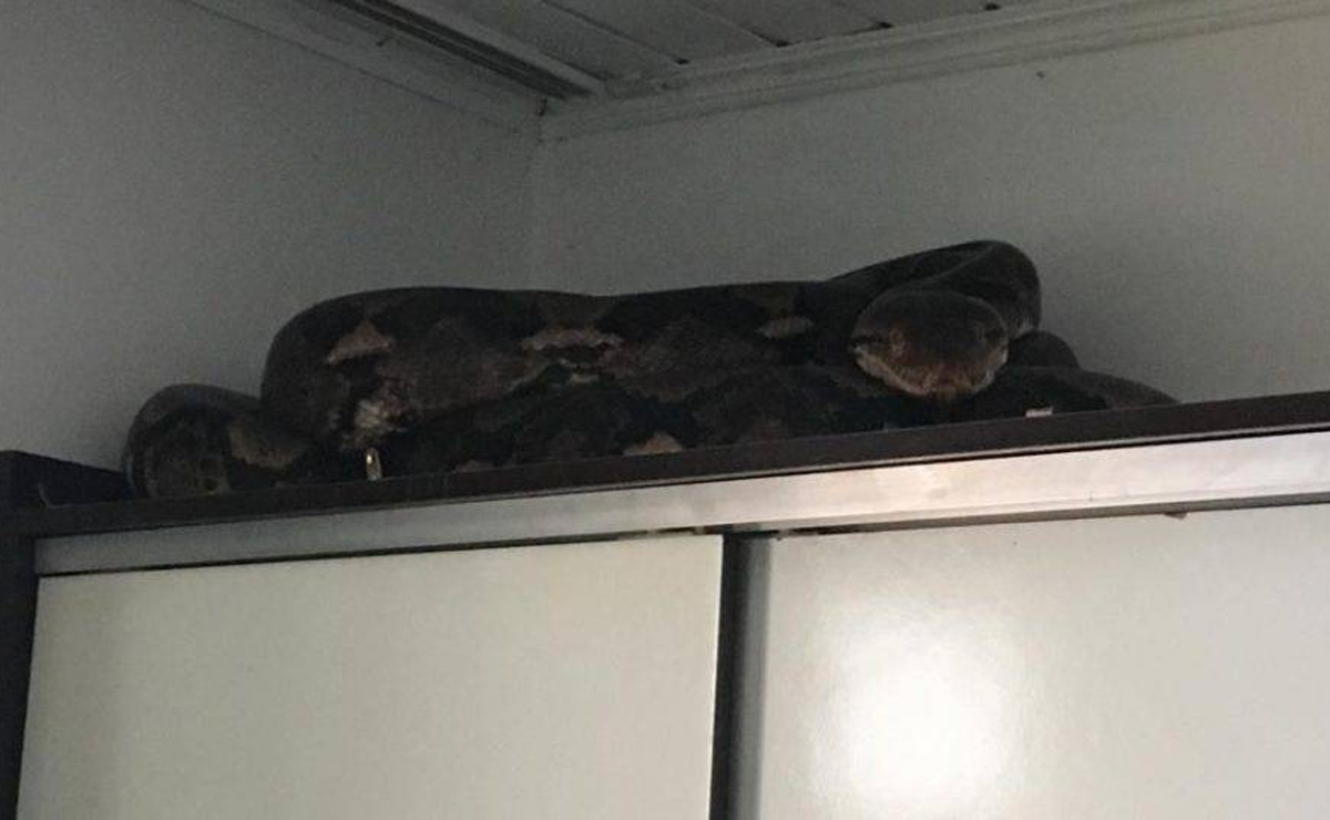 Animal estava em cima de um armário quando os policiais chegaram à residência. Foto: Divulgação/Polícia Civil
