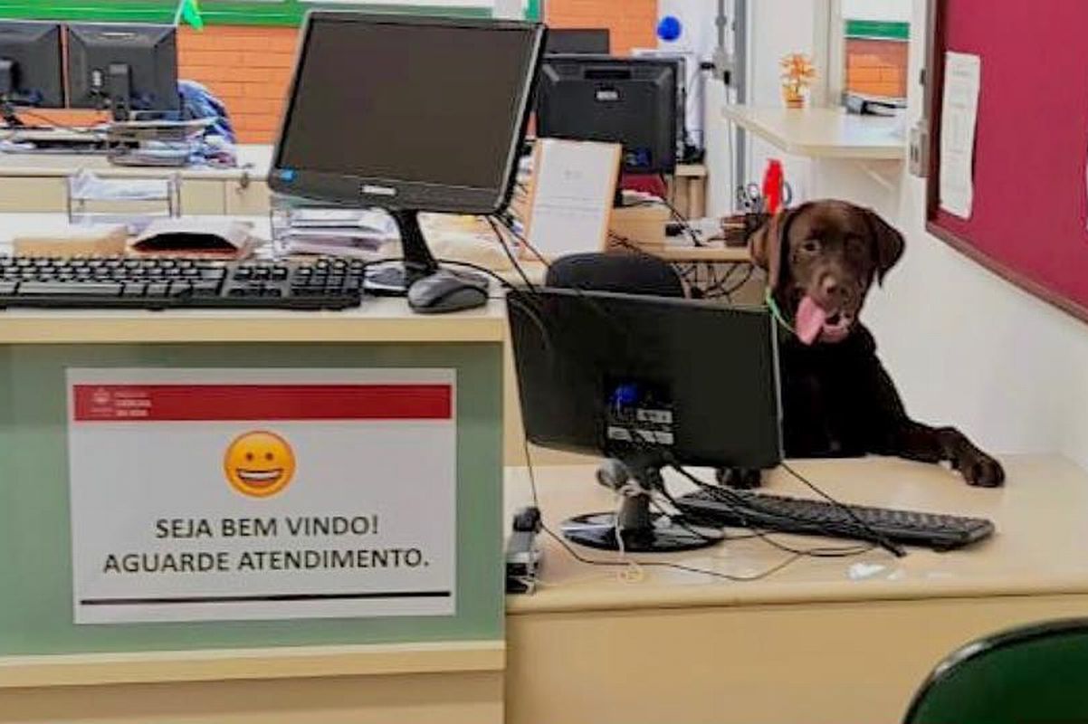 Cacau, a cachorra terapeuta da Clínica Odontológica da PUCPR. Foto: Reprodução/Instagram