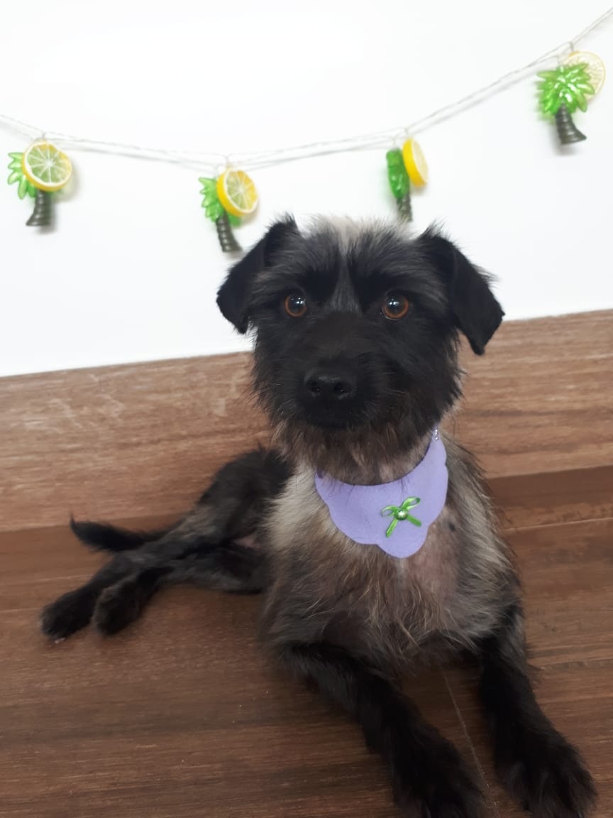 Com o tratamento, 'Recruta' conseguiu novamente ter movimento nas patinhas traseiras. Foto: Divulgação/PRF