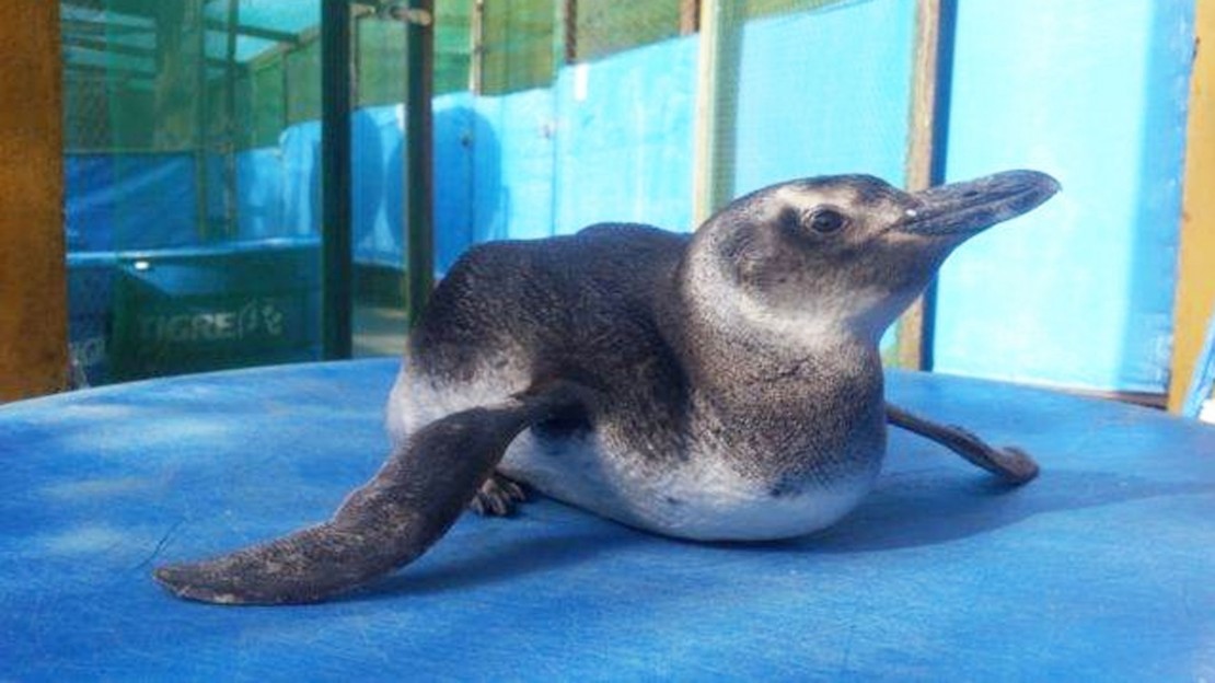 Foto: Laboratório de Ecologia e Conservação da UFPR/ Divulgação/Gazeta do Povo.