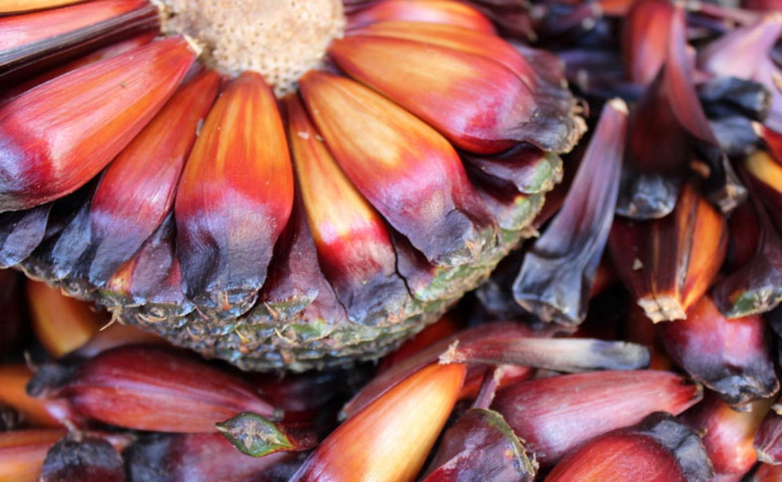 Foto: Divulgação/IAP.