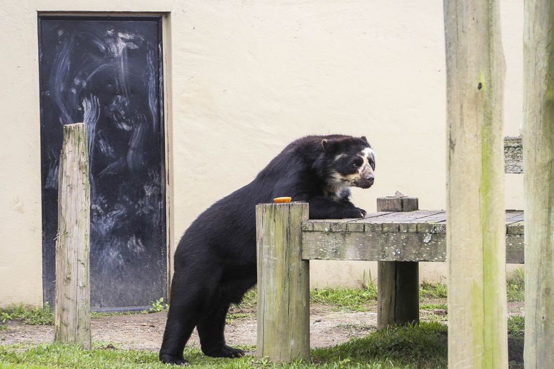 Foto: Luiz Costa/SMCS