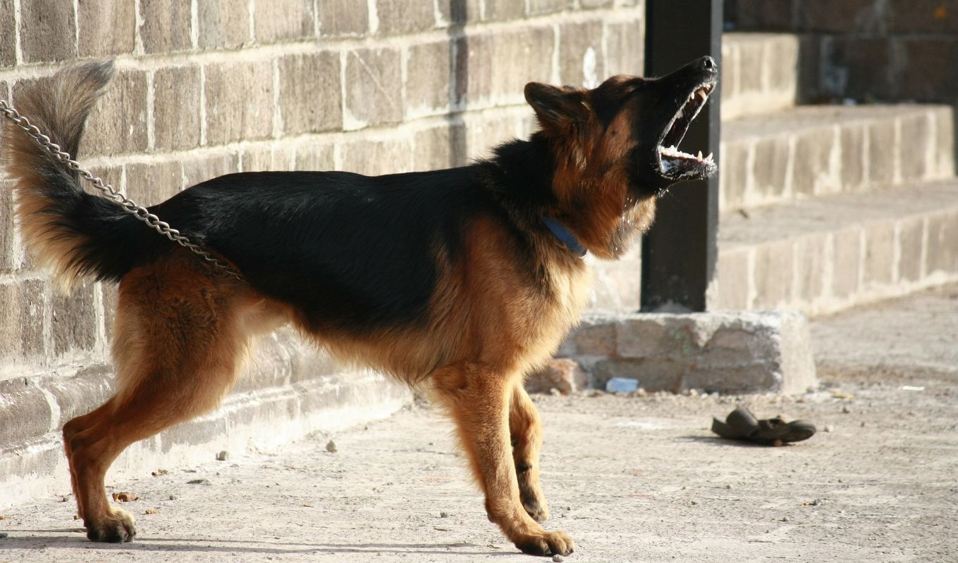Manter cachorro acorrentado pode ser proibido em Curitiba. Imagem ilustrativa. Foto: Pixabay