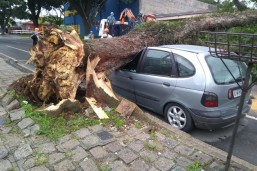 Árvore caiu sobre um carro na Rua México, na manhã dessa terça. Por sorte, ninguém se feriu. Foto: Gerson Klaina/Tribuna do Paraná
