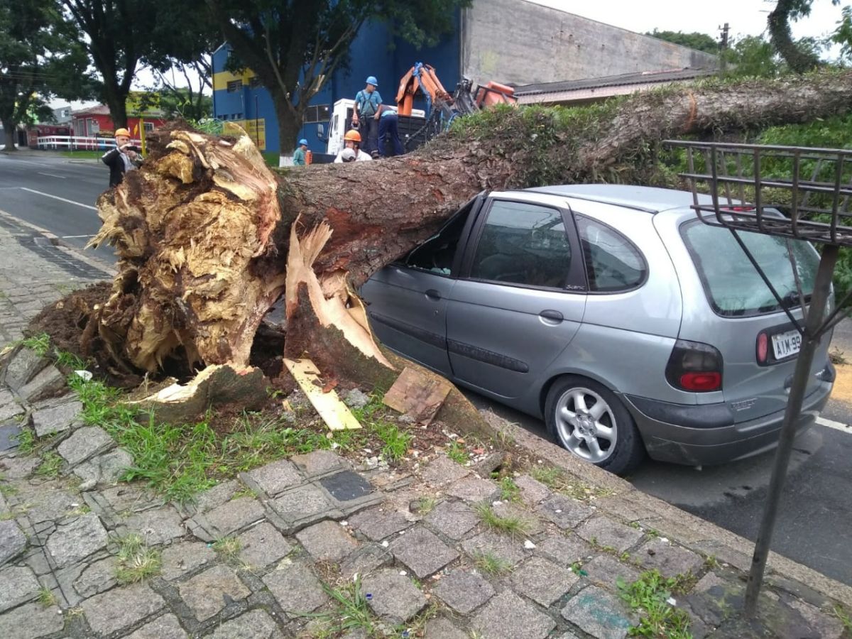 Árvore caiu sobre um carro na Rua México, na manhã dessa terça. Por sorte, ninguém se feriu. Foto: Gerson Klaina/Tribuna do Paraná