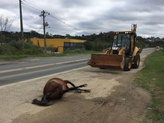 Em outubro de 2018, outros quatro animais foram encontrados mortos por atropelamento no mesmo trecho da rodovia. Foto: Adel Codeiro/Prefeitura de Almirante Tamandaré
