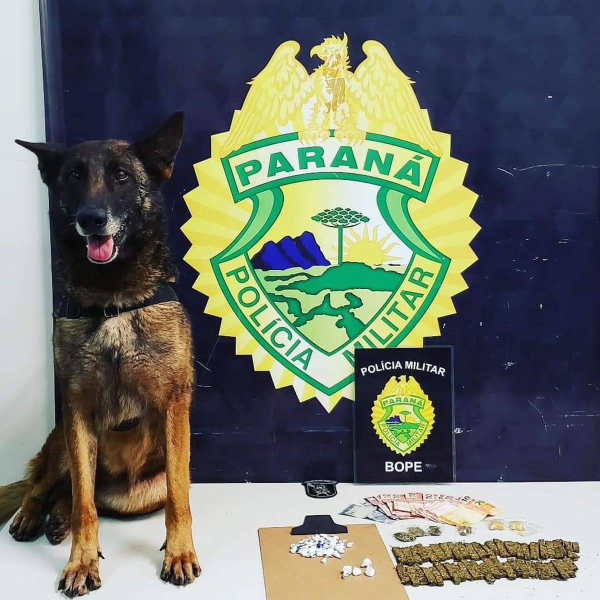 Cão policial Draco ajudou equipe do Bope a encontrar drogas com traficante da região do Pilarzinho. Foto: Divulgação/PM