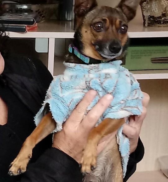 Pitoco tem 10 anos. Foto: Arquivo Pessoal