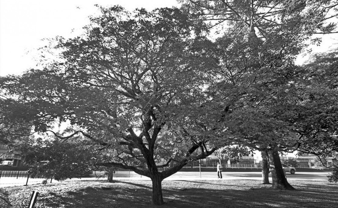 Tabebuia umbella, o popular Ipê Amarelo, fica localizado na Rodoferroviária de Curitiba. Foto: Lucilia Guimarães/SMCS.
