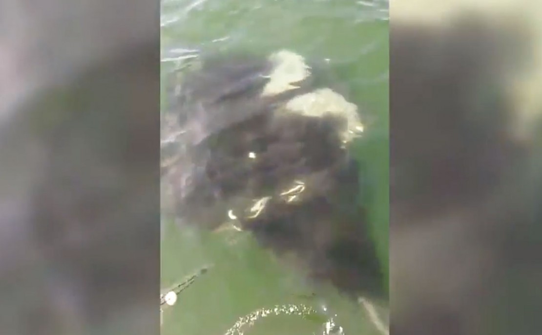 Flagra foi feito em São Francisco do Sul, em Santa Catarina. Foto: Reprodução.