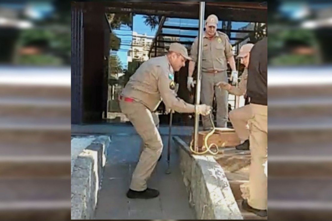 Cobra saiu de dentro de um carro e assustou os moradores do Batel. Foto: Reprodução