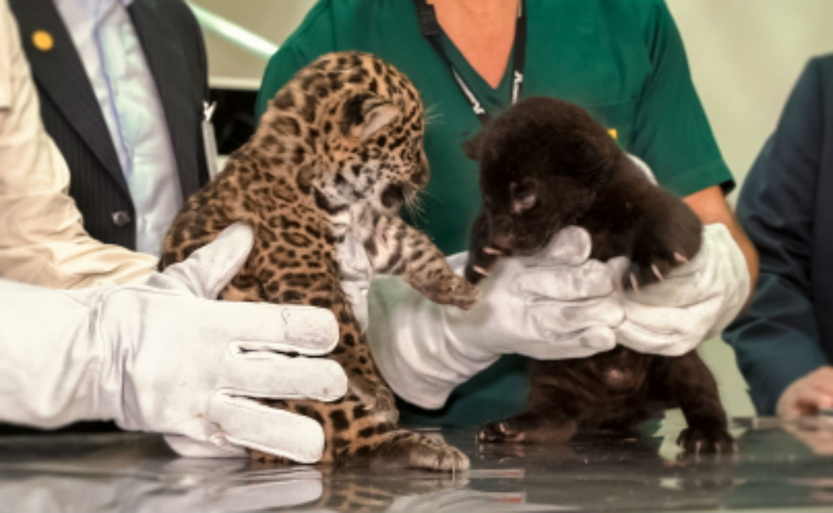 Foto: Divulgação/Alexandre Marchetti.