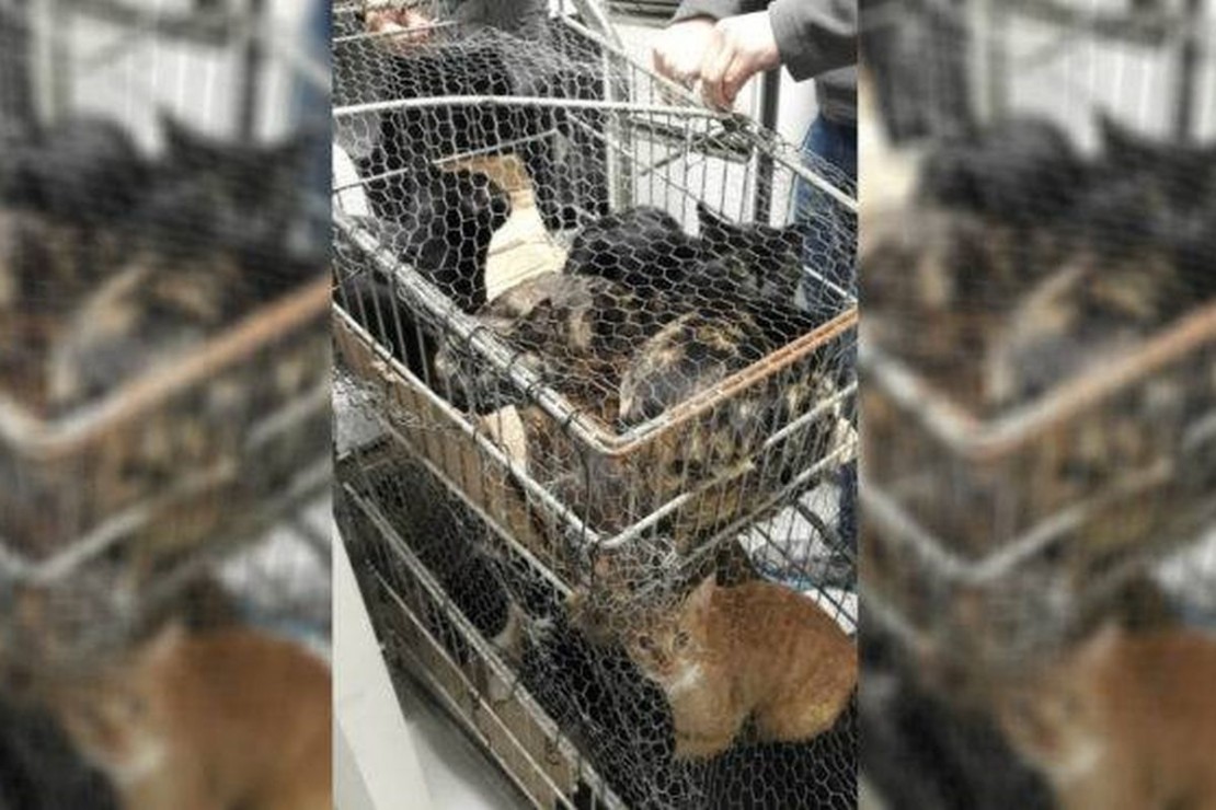 Gatos foram deixados em frente a um pet shop no Rebouças. Foto: Adriane de Melo/Reprodução