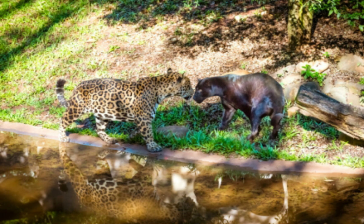 Os pais dos bebês que nasceram recentemente. Foto: Divulgação/Alexandre Marchetti.