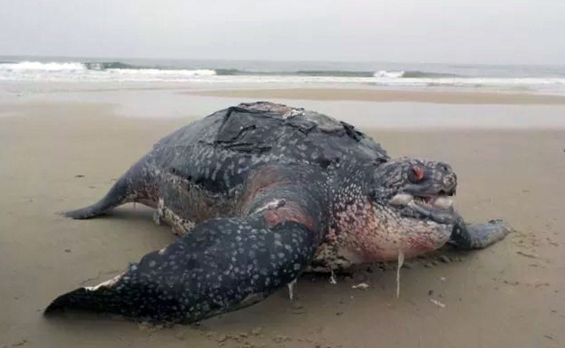 Foto: Divulgação/Centro de Estudos do Mar.