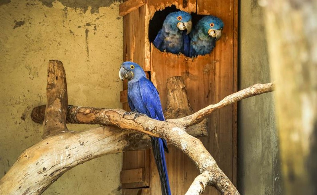 Foto: Divulgação/Luiz Costa/SMCS.