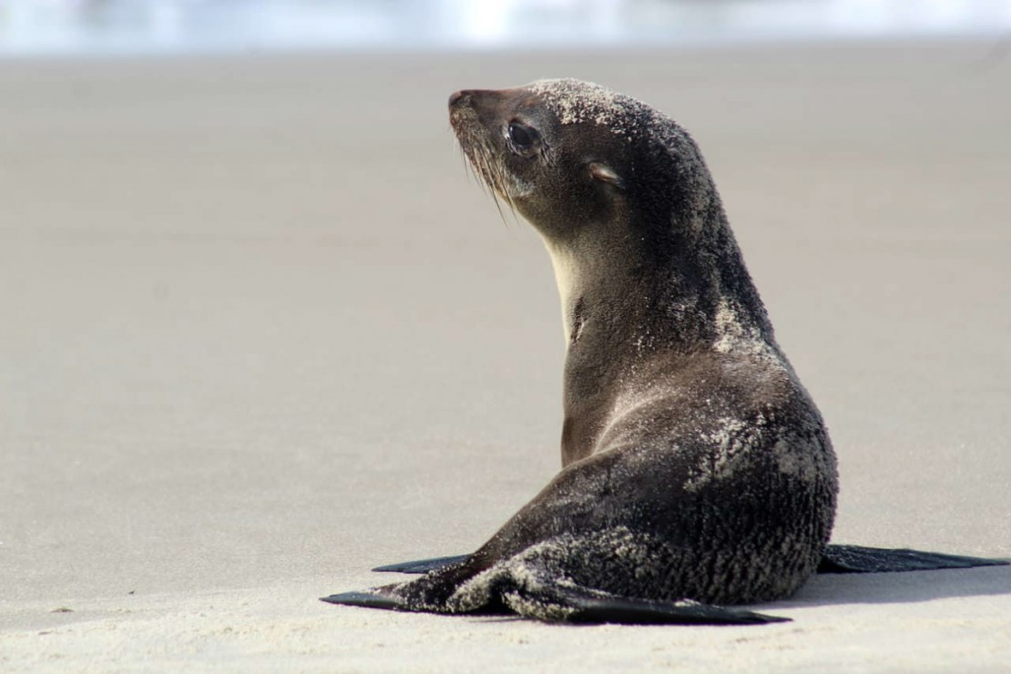 Lobo-marinho descansando "de boa", em Matinhos. Foto: Almir Alves/ Colaboração.