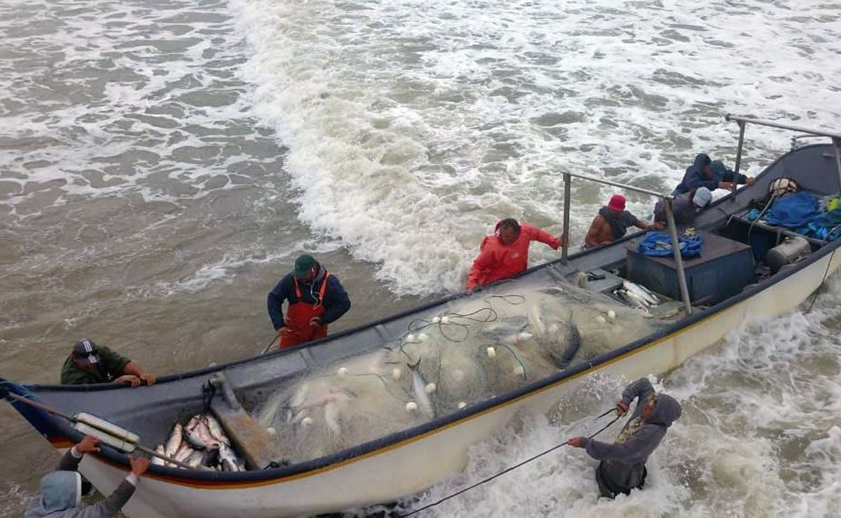 Expectativa é que as quatro toneladas rendam R$ 30 mil aos pescadores. Foto: Colaboração/Almir Alves.
