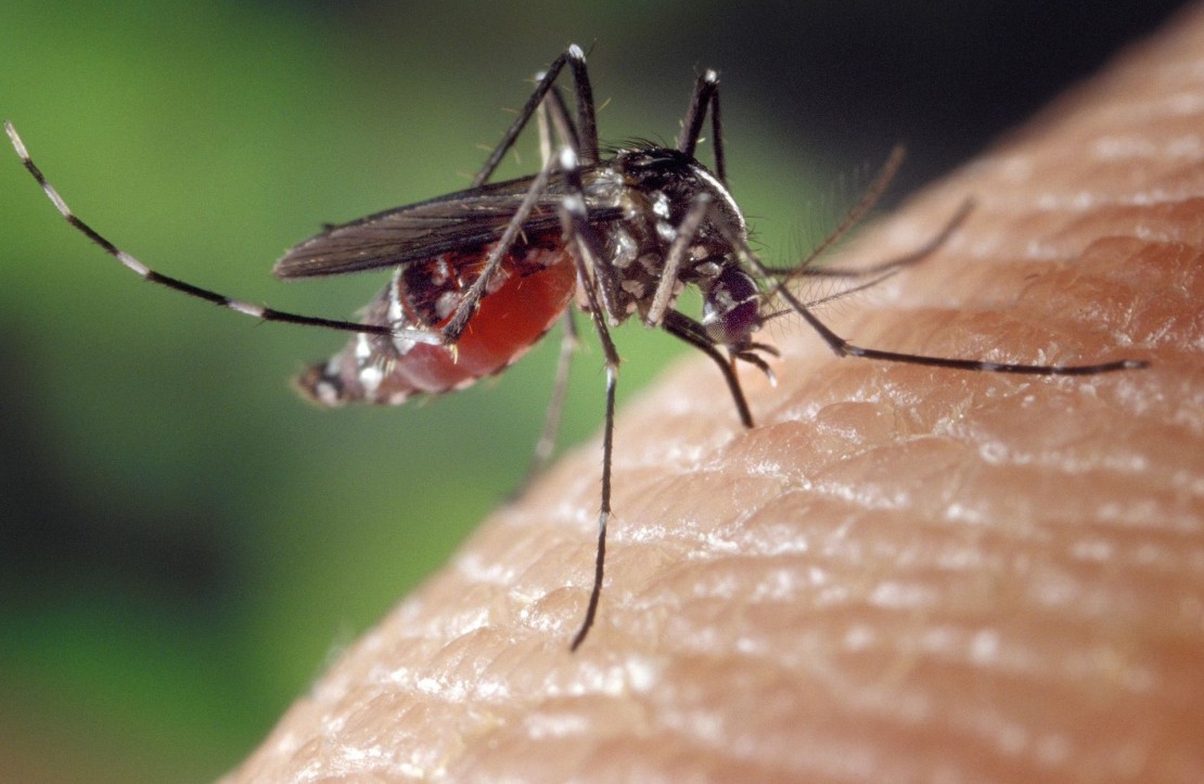 Mosquito Aedes aegypti, que transmite várias doenças, pode ser combatido com amido de milho e tomilho.