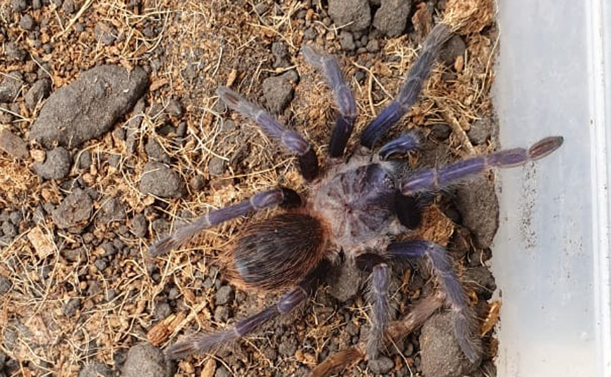 Todas as aranhas apreendidas eram tarântulas. Foto: Divulgação/Polícia Civil