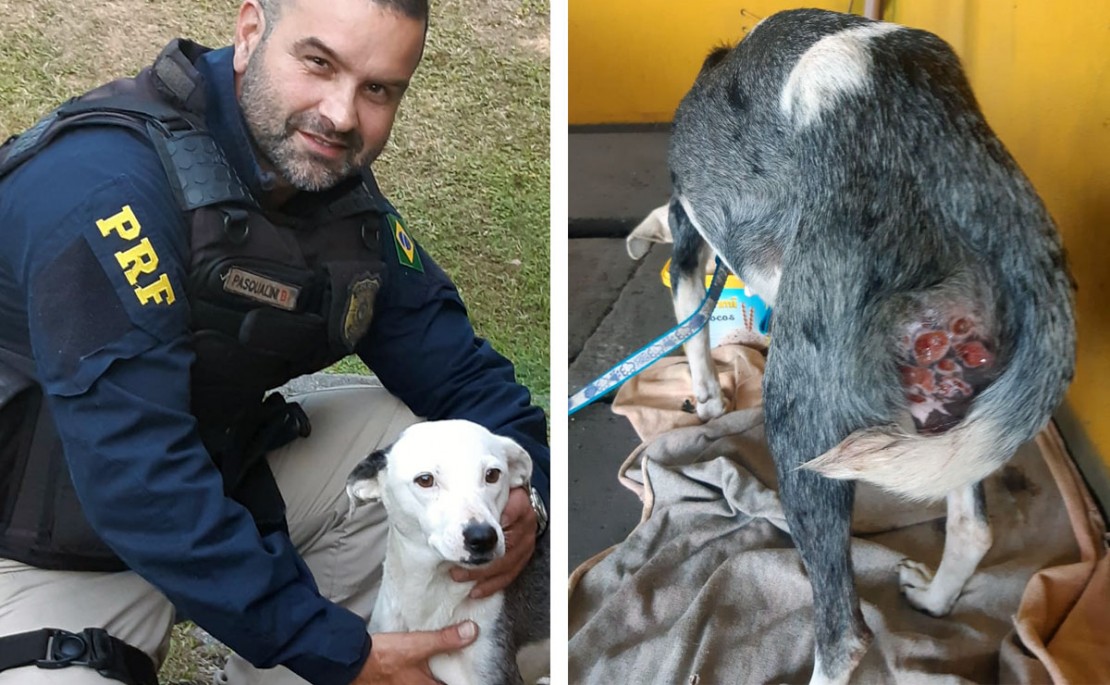 Cachorra foi resgatada pela equipe da PRF. Foto da direita mostra a evolução dos tumores. Foto: Divulgação/PRF.