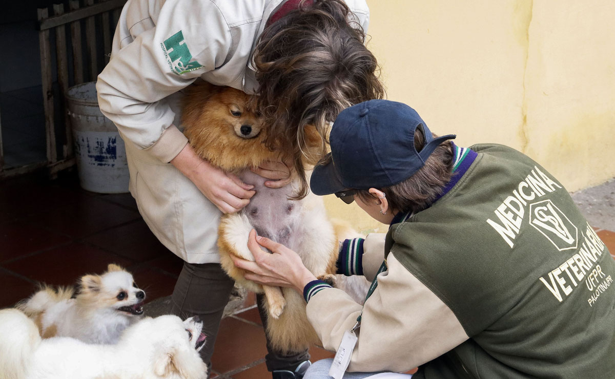 Uma das fêmeas estava prenha e dois machos eram filhotes. Foto: Divulgação/SMCS/Lucilia Guimarães