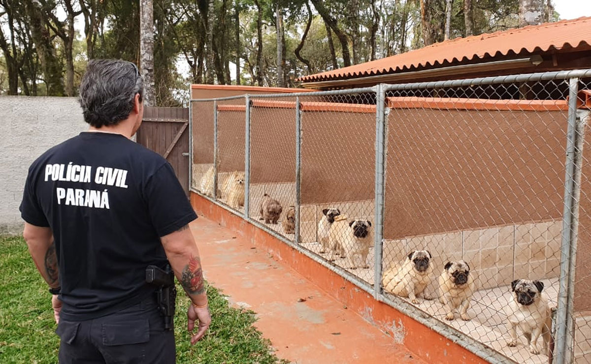 Foto: Divulgação/ Polícia Civil
