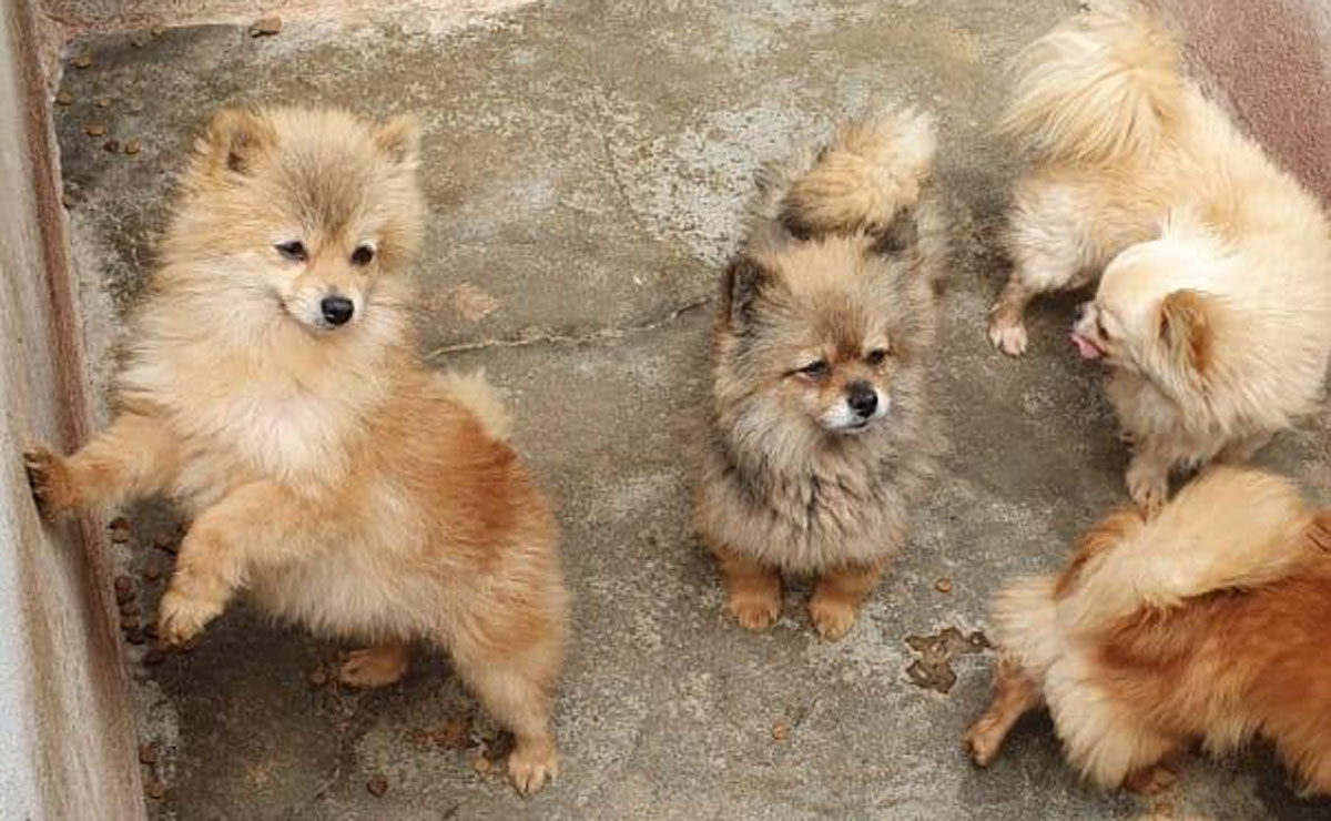 Neste local, foram encontrados cães das raças Beagle, Shitzu, Pug, Bulldog, Spitz, Lhasa Apso e Chow Chow. Foto: Divulgação/Polícia Civil
