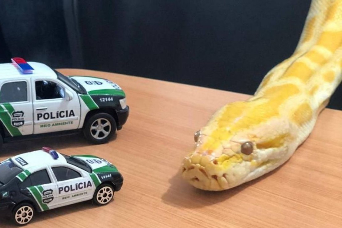 Foto: DPMA/Polícia Civil