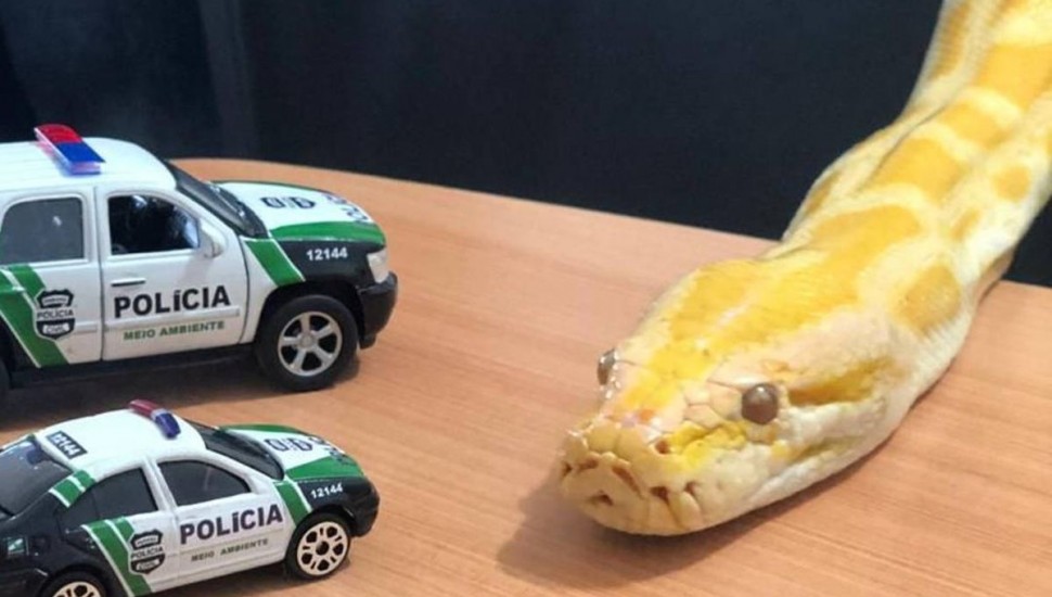 Foto: DPMA/Polícia Civil