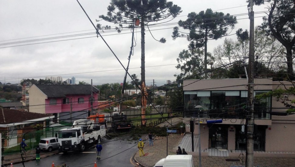 Árvore ficou parcialmente destruída após ser atingida por raio. Foto: Divulgação/Copel.