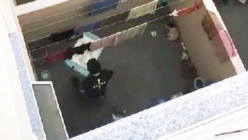 Vizinha flagrou em vídeo o homem agredindo o cachorro da raça Pug. Foto: Reprodução/Polícia Civil.