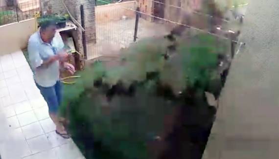Vídeo mostra o paranaense tentando acabar com pragas no quintal de casa. Foto: Reprodução/WhatsApp.